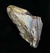 Huge Triceratops Tooth - #4467-1